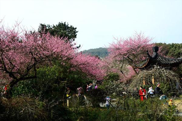 长沙赏梅花去哪里 长沙赏梅好去处