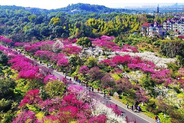 杭州超山梅花开了吗2021 杭州超山梅花节活动汇总