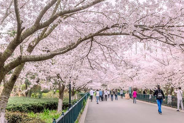 青岛中山公园的樱花几月份开花 青岛中山公园樱花最佳观赏时间2021