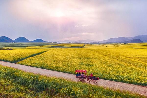 2021昆明周边油菜花哪里好看