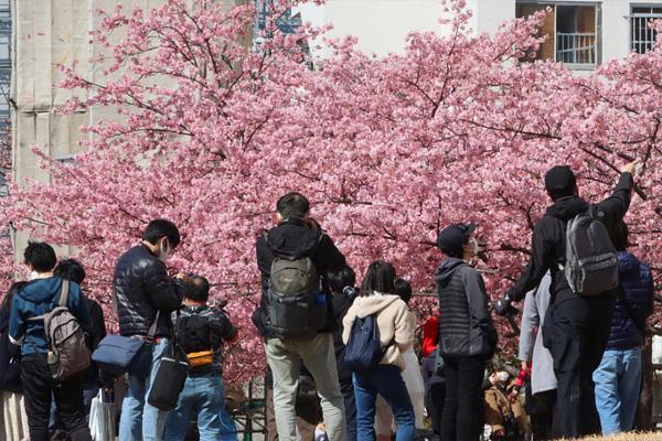 日本早樱什么时候开花 日本早樱在哪里看