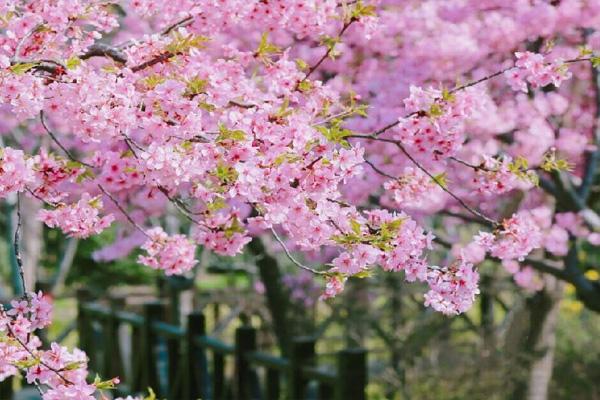 2021上海顾村公园什么时候看樱花 附花期