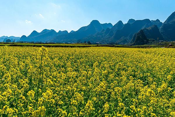 贵州油菜花景点在哪里 贵州油菜花哪里最有名2021