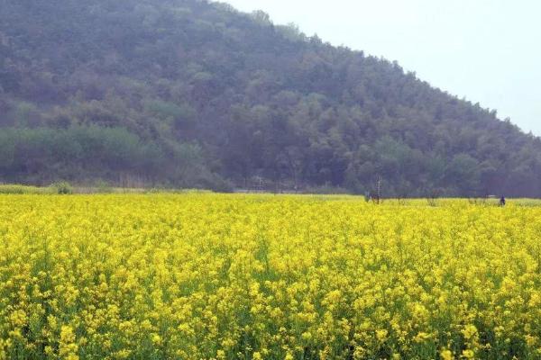 2021南京溪田油菜花开了吗 南京溪田油菜花观赏攻略