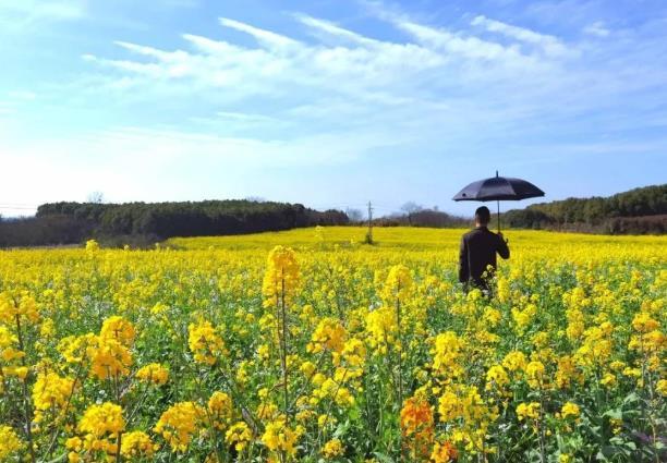 2021武汉江夏五里界油菜花开放