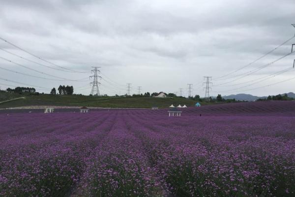 2021成都香薰山谷三八女神节免票时间 成都香薰山谷三八女神节优惠活动