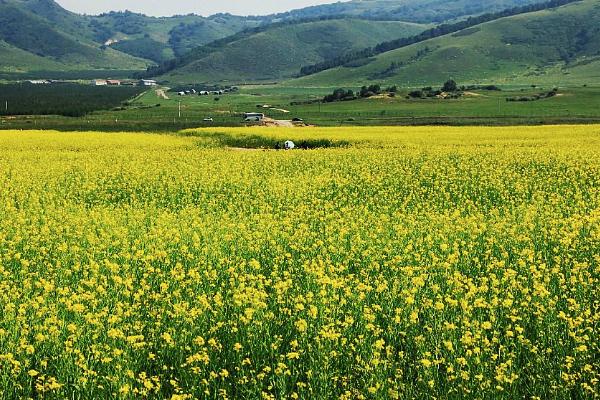 成都油菜花哪里好看 成都油菜花网红地2021