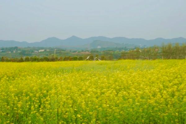 2021重庆广阳岛油菜花几月开 广阳岛油菜花观赏攻略