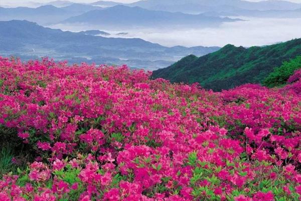 2021南宁大明山杜鹃花什么时候开