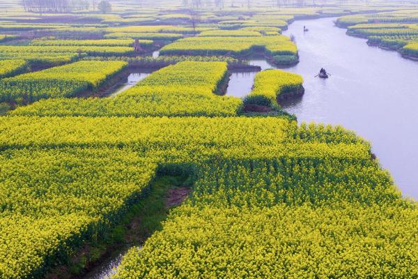 2021泰州油菜花什么时候开花 泰州油菜花景点