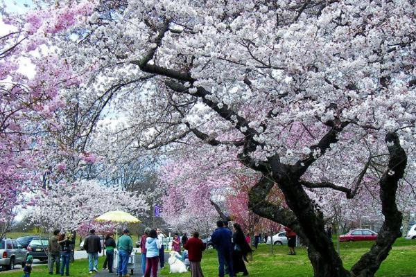 句容樱花节是什么时候2021 句容樱花节时间-地点-详情