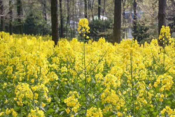 2021苏州天平山赏油菜花指南-赏花期及出行指南