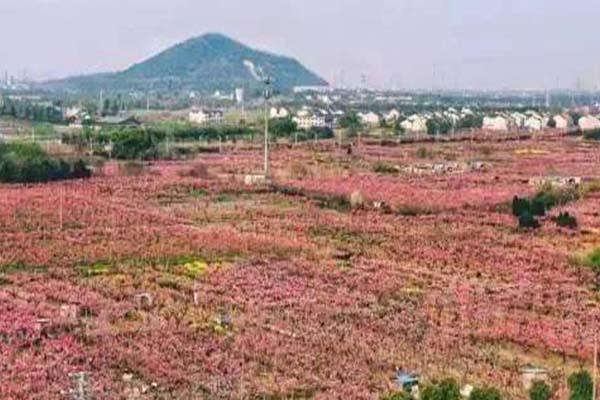 2021无锡阳山桃花节攻略-桃花最佳观赏地点