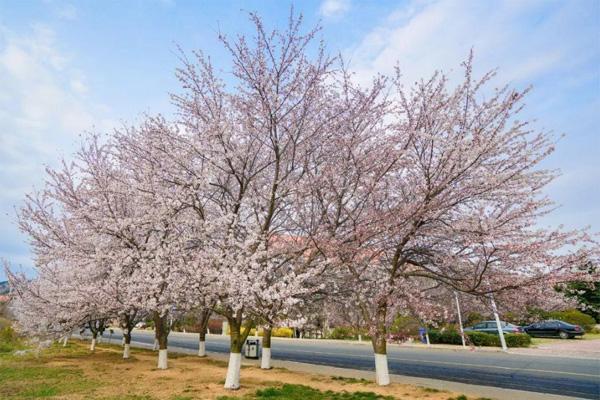 2021青岛崂山樱花什么时候开花 及交通指南