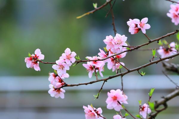 肥城桃花节是几月几日2021 泰安赏花的地方