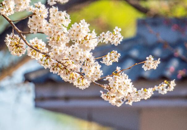 春天如何预防花粉过敏  容易花粉过敏的人看这里