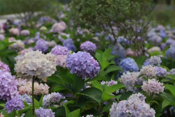 2021上渚山奇幻谷花朝节活动介绍 花朝节体验官有哪些优惠