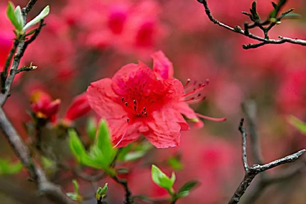 5月19日中国旅游日杭州免费及半票景点活动汇总