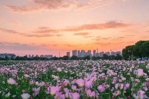 电视剧司藤取景地 无锡端午赏花景点介绍