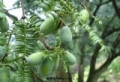 东阳香榧