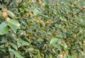 册亨油茶