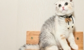 折耳猫为什么不能养 不能养折耳猫的原因