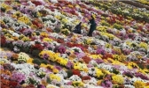 南京农业大学花卉基地在哪里 赏花门票+最近菊花展信息