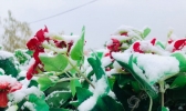 【新疆】叶城县迎来今冬第一场降雪天气