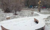 新疆北部迎大范围雨雪降温 部分路段将遇风吹雪天气