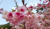 福州阳光明媚 山樱花悄然盛放