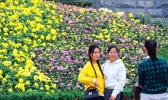 重庆园博园菊花展昨开幕 未来三天天气晴好气温回升