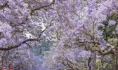 南非蓝花楹什么时候开花+观赏地点