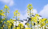 油菜花什么时候开花 油菜花开花季节