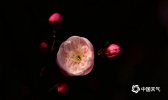 杭州灵峰梅花悄然绽放