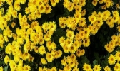 2019昌平菊花展什么时候开始+地点 2019昌平菊花展门票+介绍
