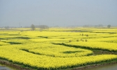 2019兴化油菜花什么时候开 兴化油菜花景点在哪里