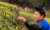 老少齐上阵！贵州丹寨春来采茶忙