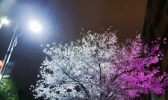 湖南永州“夜樱”绚烂 流光溢彩