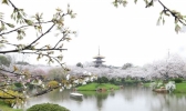 武汉东湖樱花盛放 雨中赏樱别样浪漫