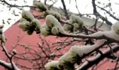 辽宁多地迎降雪