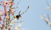 山东济宁“蝶恋花”：惊醒花儿的冬梦
