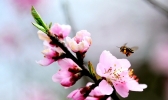 贵阳春暖花开 蜜蜂忙采花蜜