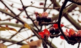 福建漳州：木棉花“勇”跃枝头 绚烂添春意