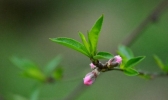 湖南衡阳：春来桃花俏