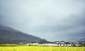 永州烟雨季 邂逅一场油菜花海