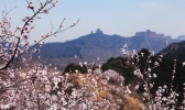 河北武安山桃花盛开 太行山脉春色浓