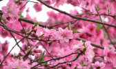 2019济南樱花节时间 济南樱花节2019年几月几日开
