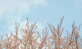 2019重庆樱花节是什么时候 2019重庆南山樱花节时间地点路线