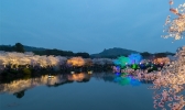 绚烂灯光下 湖北武汉东湖夜樱展现别样美丽
