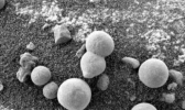 NASA在火星拍到貌似蘑菇照片 3天累计15张或证实生命存在